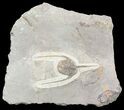 Lonchodomas (Ampyx) Trilobite - Morocco #56177-1